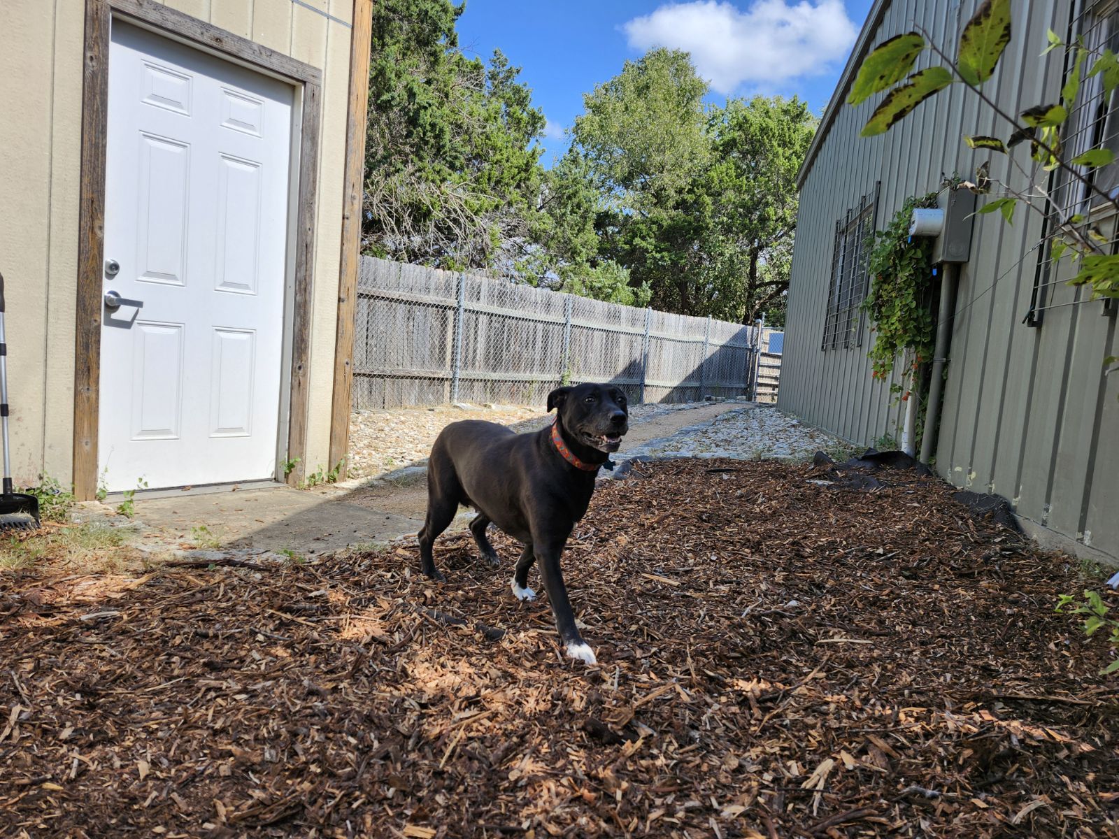 Enlarge Luna, a Adoptable Mixed Breed in Lago Vista, TX image 3/3
