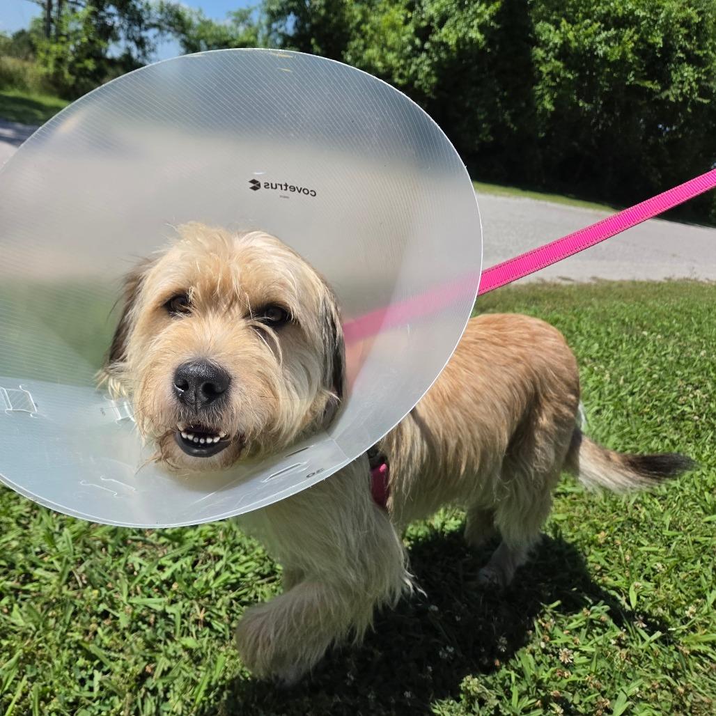 Jasper, Adoptable, Adult Male Wirehaired Pointing Griffon & Mixed Breed.