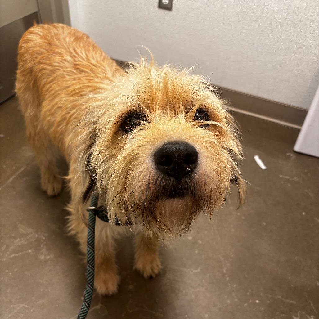 Jasper, a Adoptable mixed breed in Tulsa, OK image 2/6