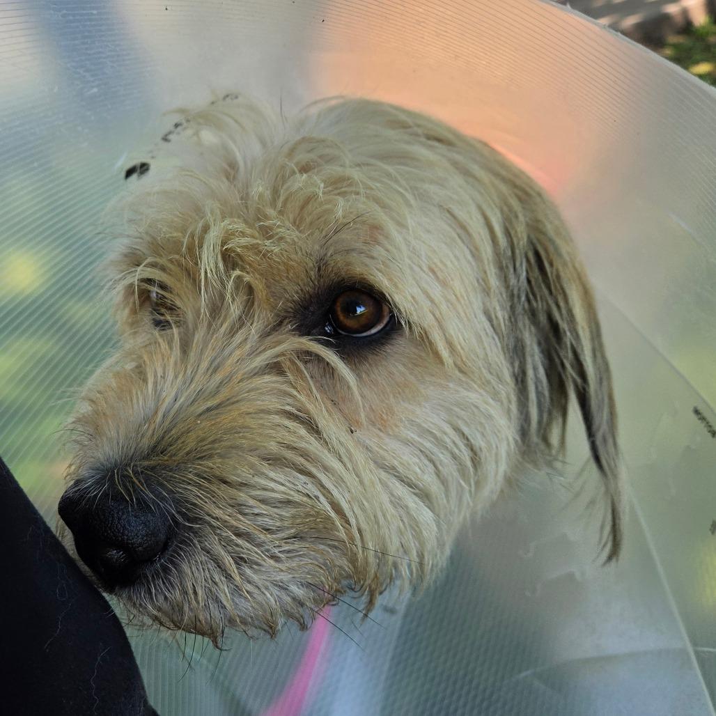 Jasper, a Adoptable mixed breed in Tulsa, OK image 3/6