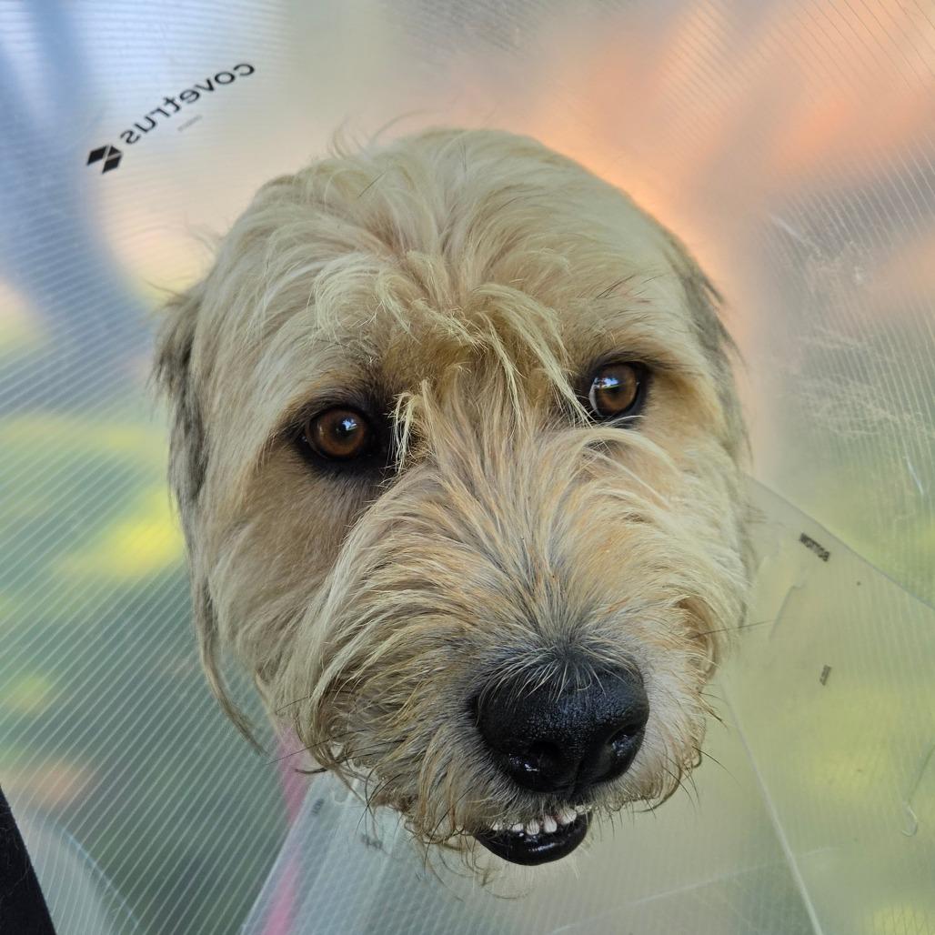 Jasper, a Adoptable mixed breed in Tulsa, OK image 5/6