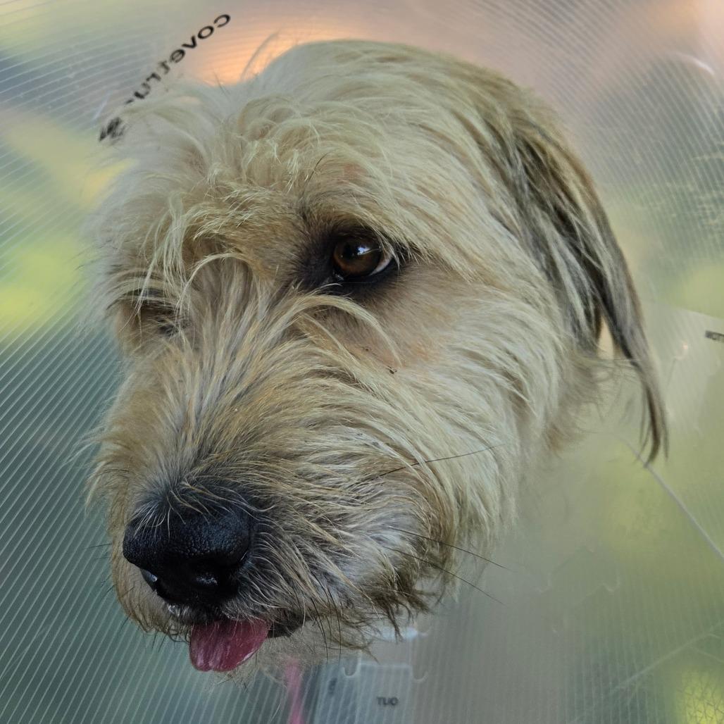 Jasper, a Adoptable mixed breed in Tulsa, OK image 6/6