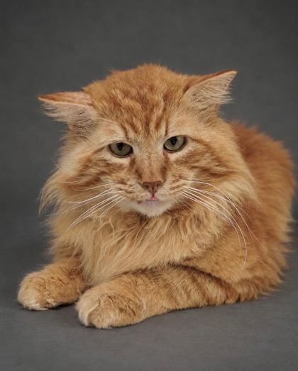 Enlarge Mufasa, a Adoptable mixed breed in Fresno, CA image 1/1
