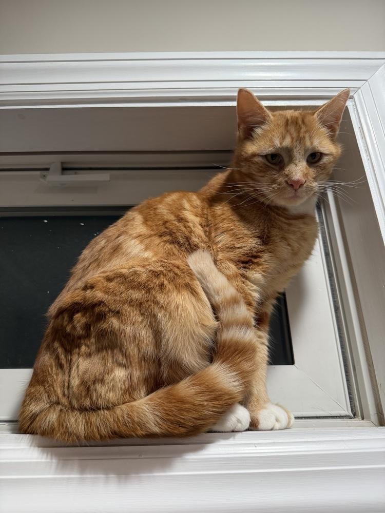 Valentino (Tino), Adoptable, Young Male Domestic Medium Hair.