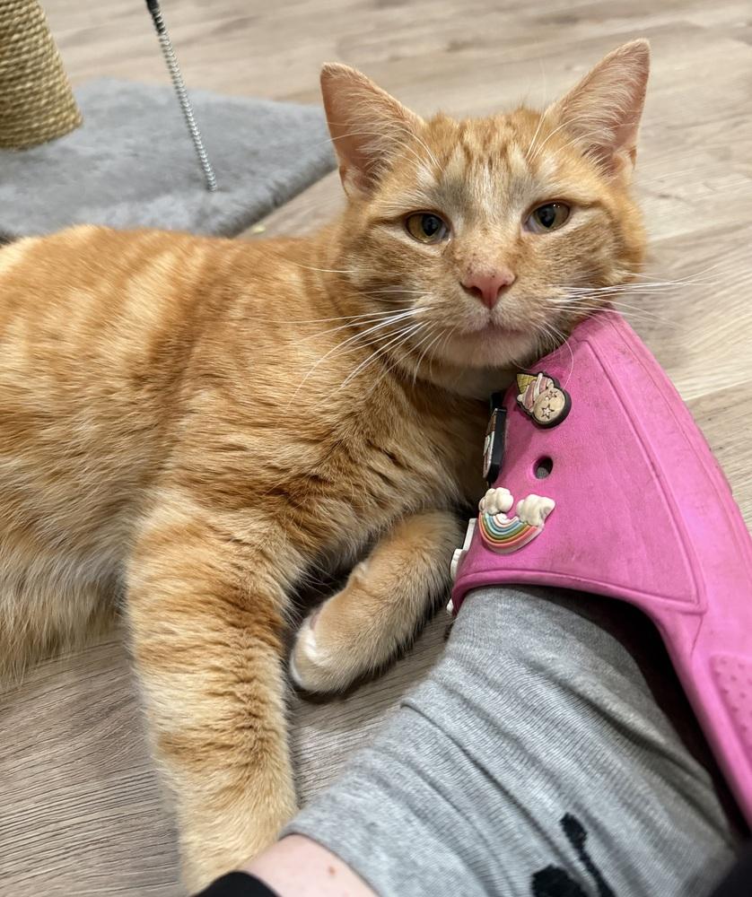 Enlarge Valentino (Tino), a Adoptable Domestic Medium Hair in Springdale, PA image 2/4