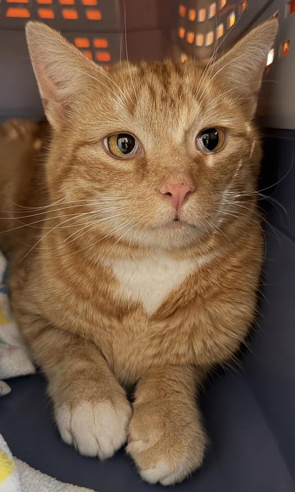 Enlarge Valentino (Tino), a Adoptable Domestic Medium Hair in Springdale, PA image 3/4