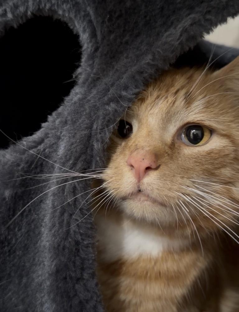 Enlarge Valentino (Tino), a Adoptable Domestic Medium Hair in Springdale, PA image 4/4