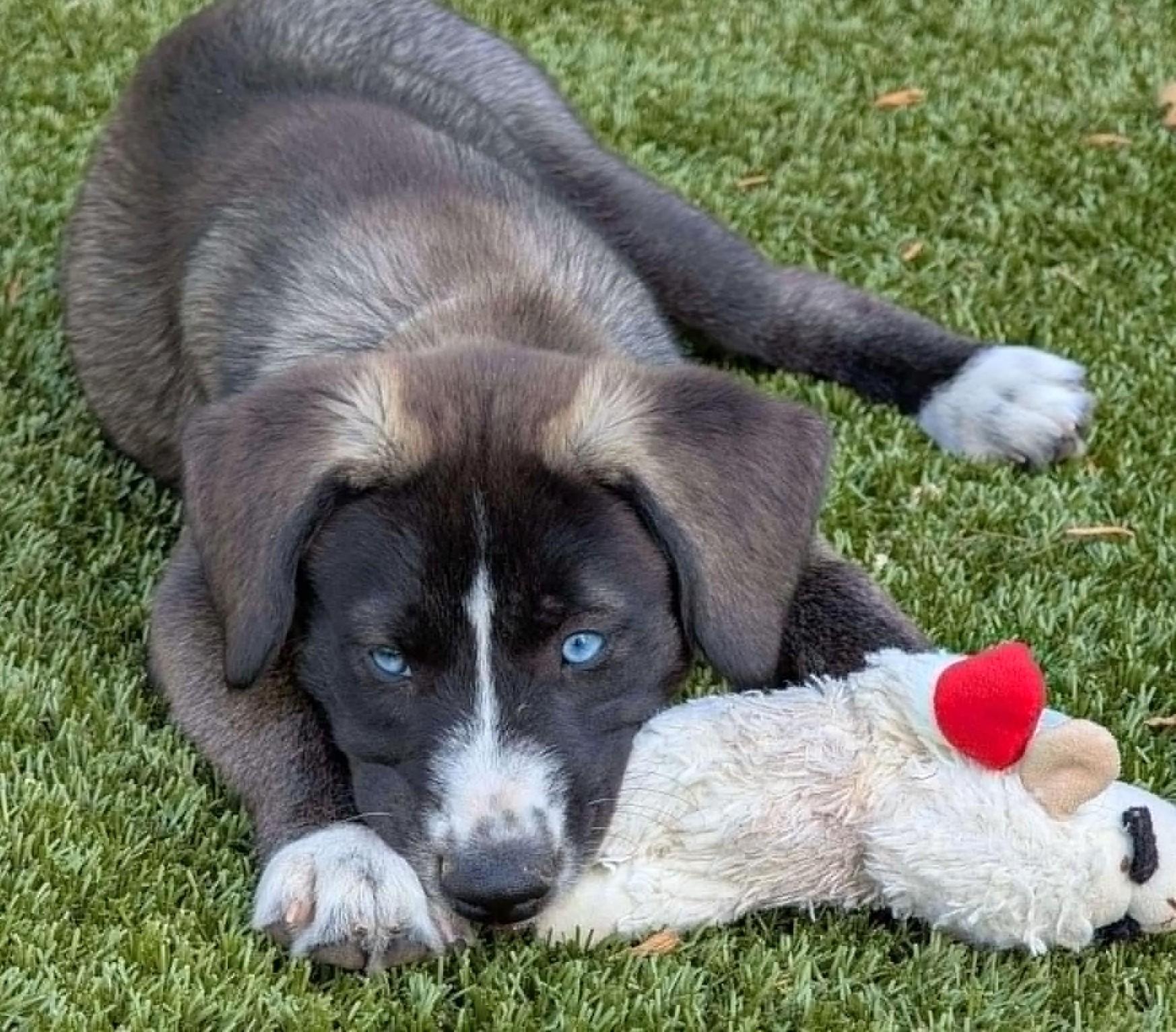Snowy, Adoptable, Puppy Male Labrador Retriever & Husky.