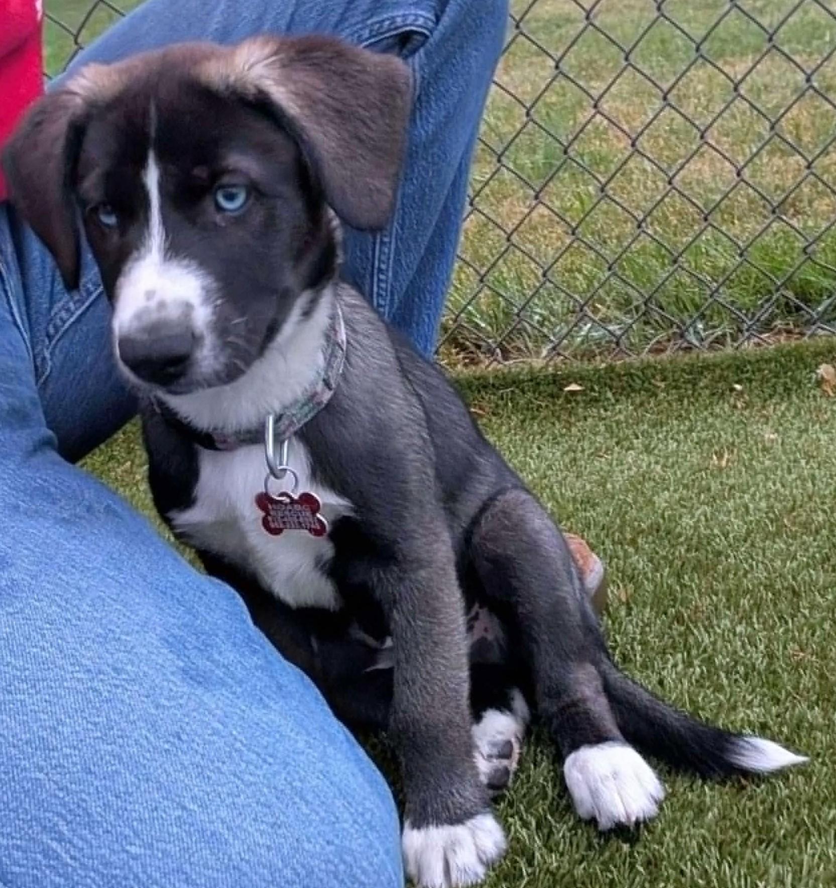 Snowy, a Adoptable mixed breed in Renner, SD image 5/6