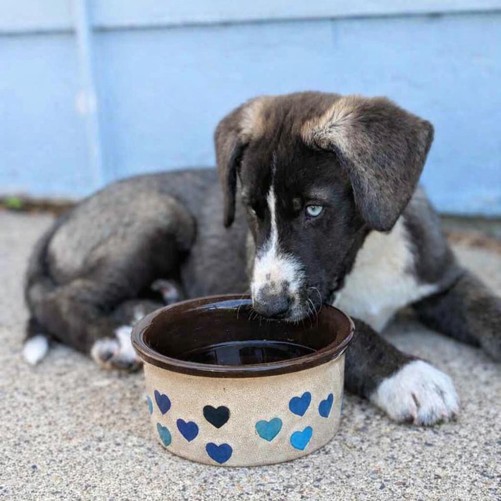 Snowy, a Adoptable mixed breed in Renner, SD image 3/6