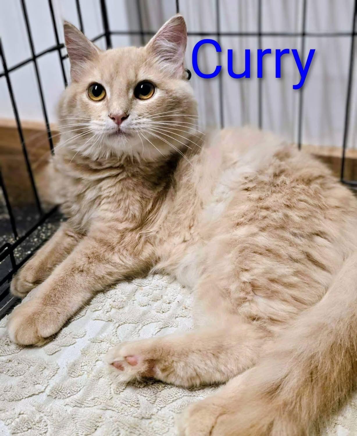 Curry, Adopted, Young Male Domestic Medium Hair.