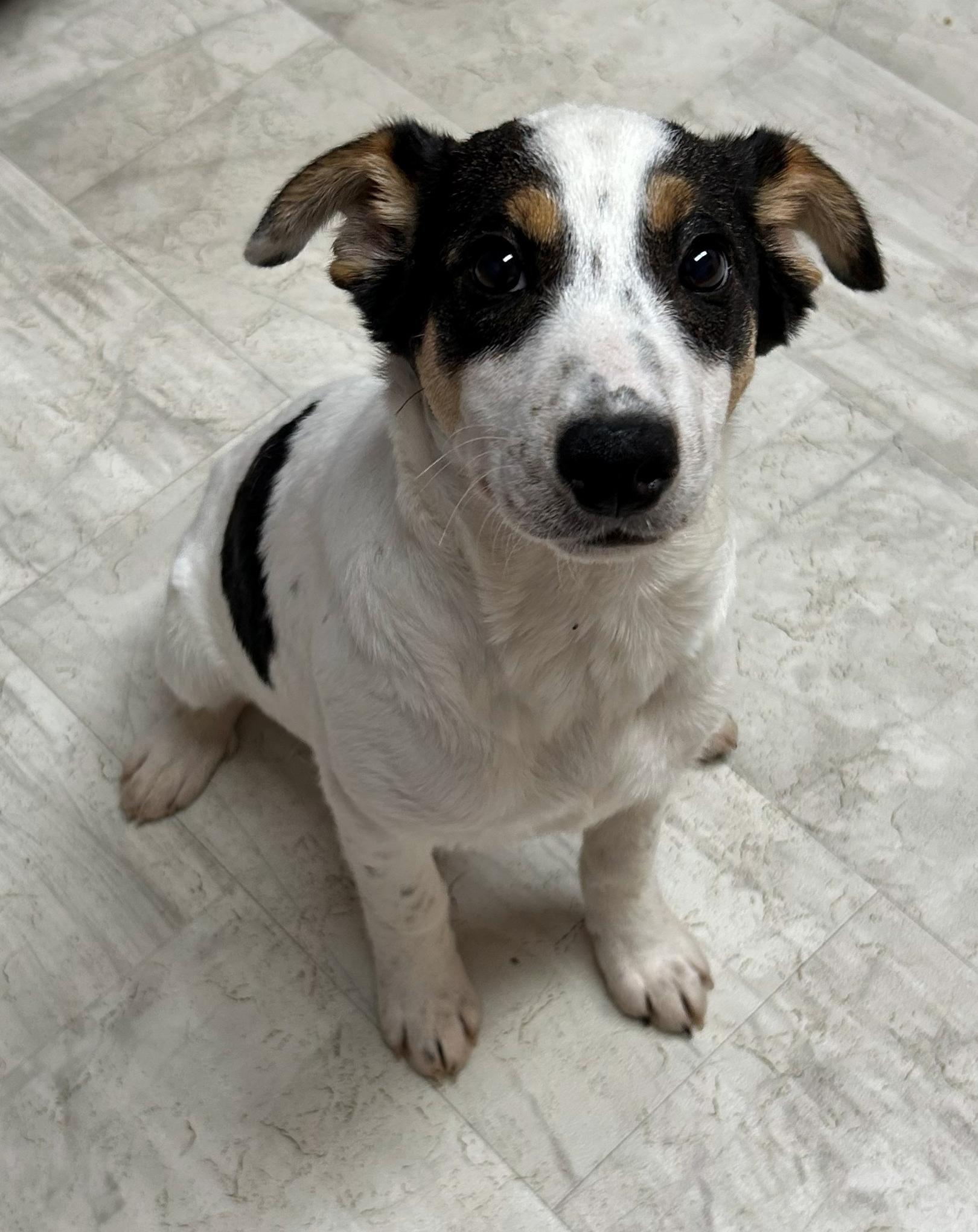 Enlarge Lewis, a Adoptable mixed breed in Neillsville, WI image 1/5