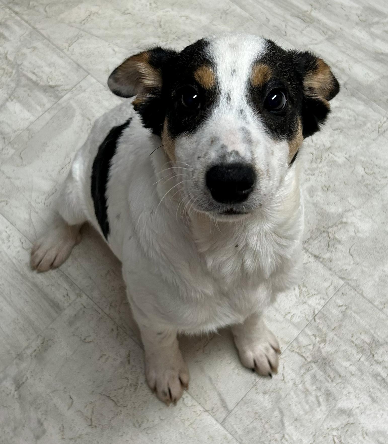 Enlarge Lewis, a Adoptable mixed breed in Neillsville, WI image 5/5