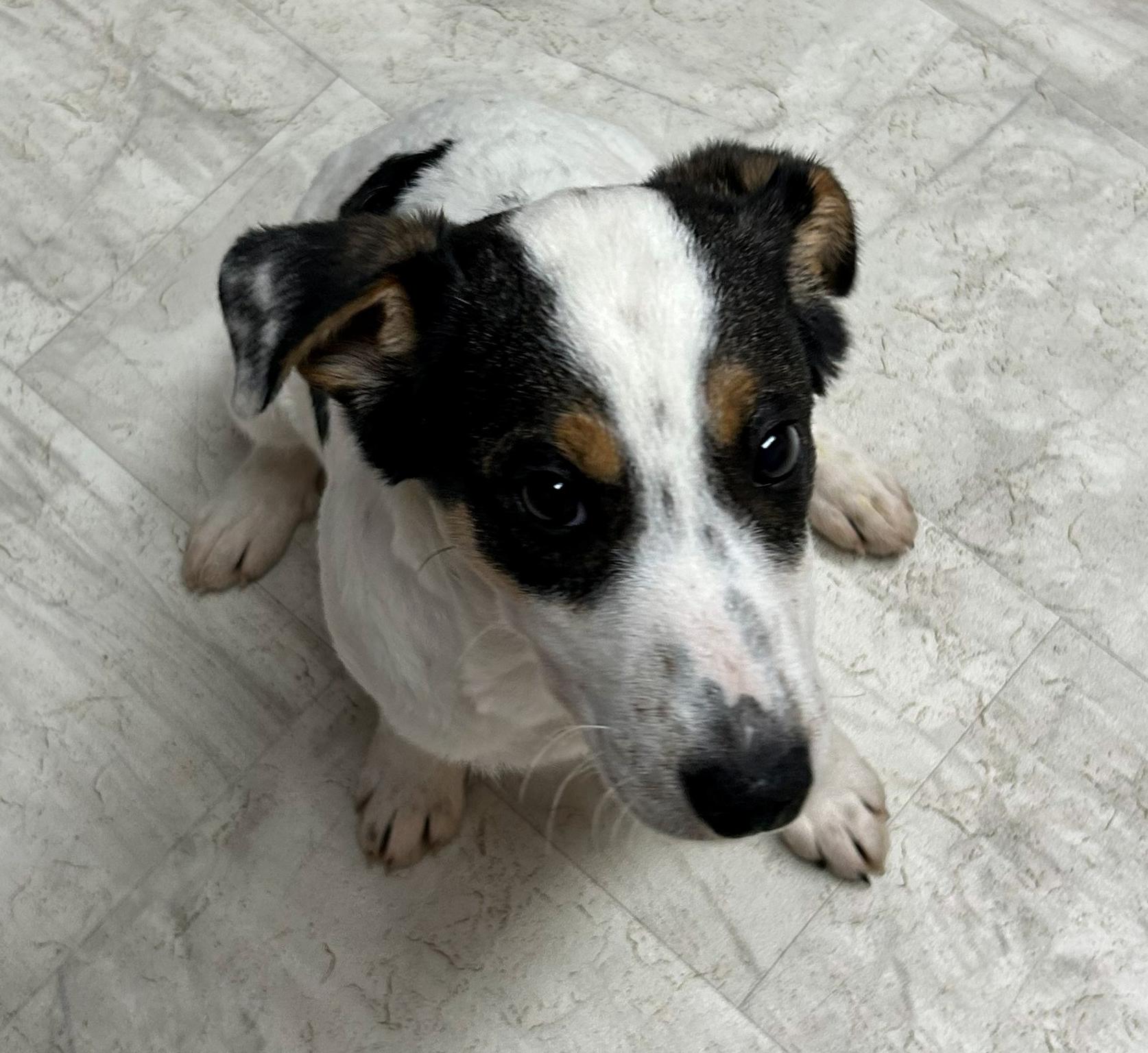 Enlarge Lewis, a Adoptable mixed breed in Neillsville, WI image 4/5