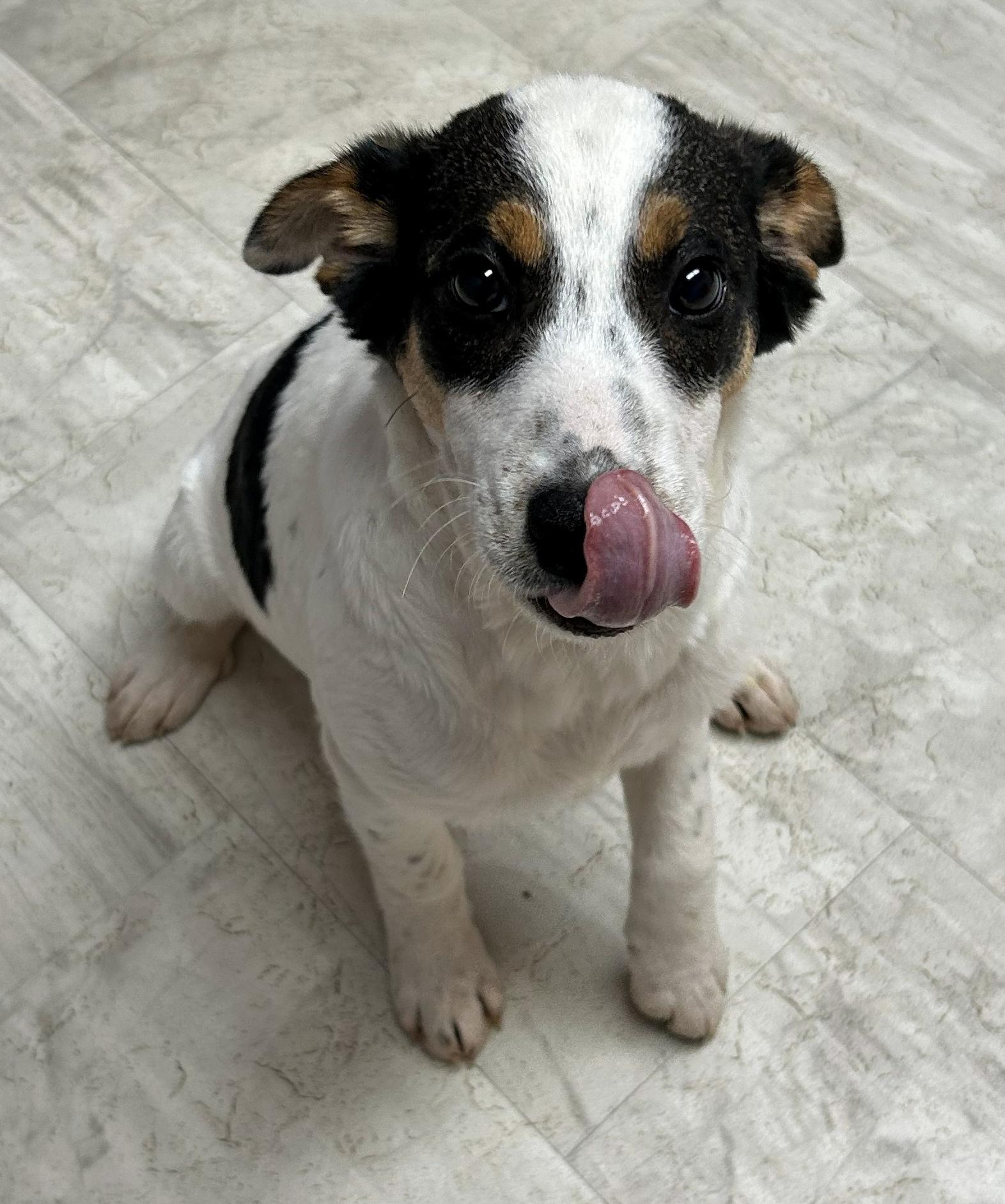 Enlarge Lewis, a Adoptable mixed breed in Neillsville, WI image 3/5