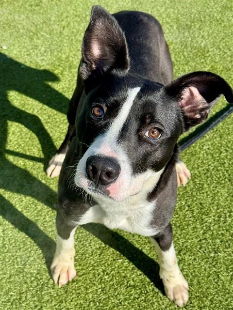 JACK, Adoptable, Young Male Labrador Retriever & Border Collie.