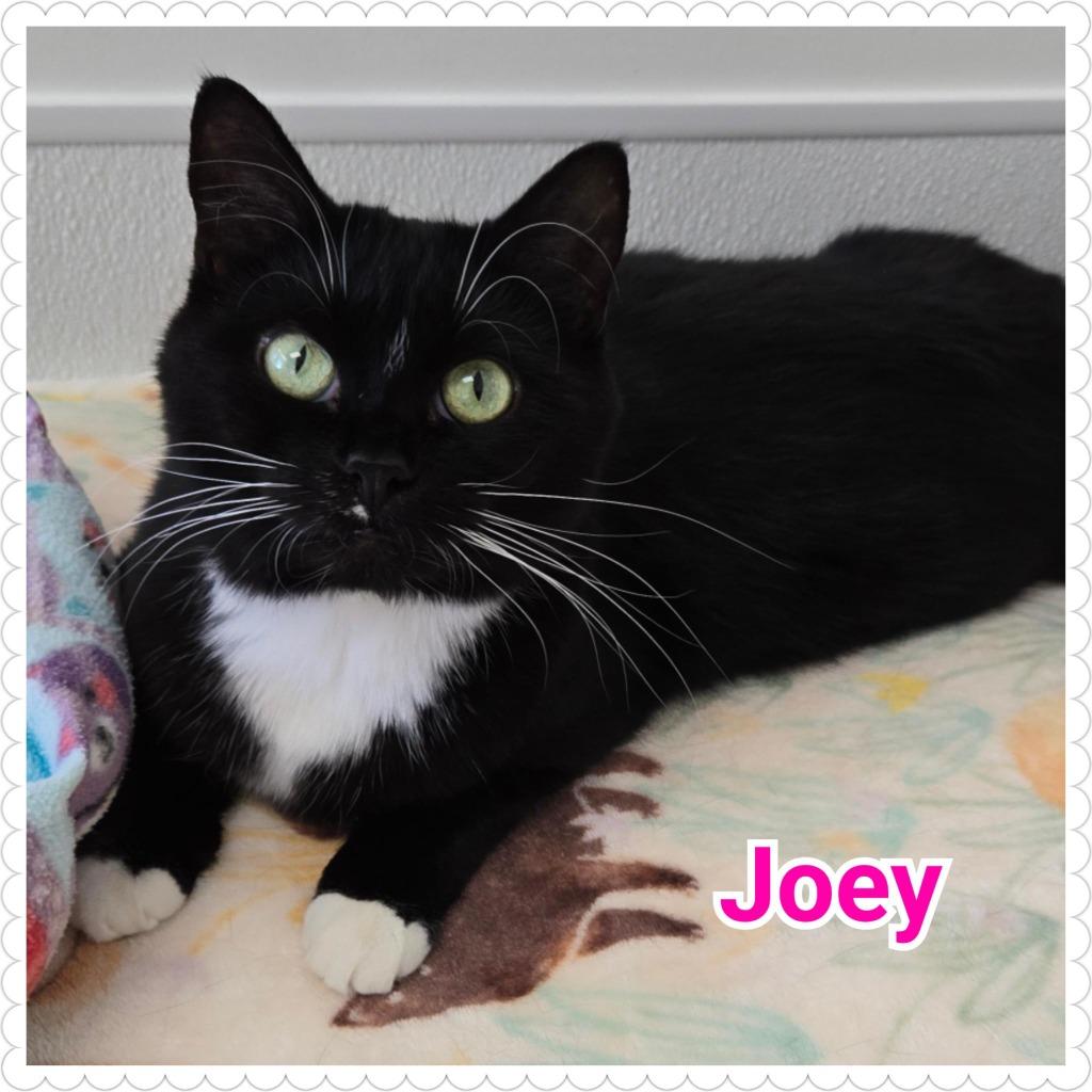Joey, Adoptable, Adult Female Domestic Short Hair.