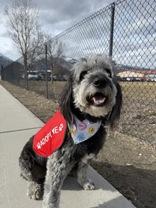 Enlarge Thor, a ADOPTABLE mixed breed in Hamilton, MT image 6/6