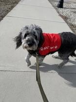 Enlarge Thor, a ADOPTABLE mixed breed in Hamilton, MT image 3/6
