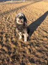 Enlarge Thor, a ADOPTABLE mixed breed in Hamilton, MT image 4/6