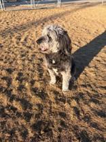 Enlarge Thor, a ADOPTABLE mixed breed in Hamilton, MT image 2/6