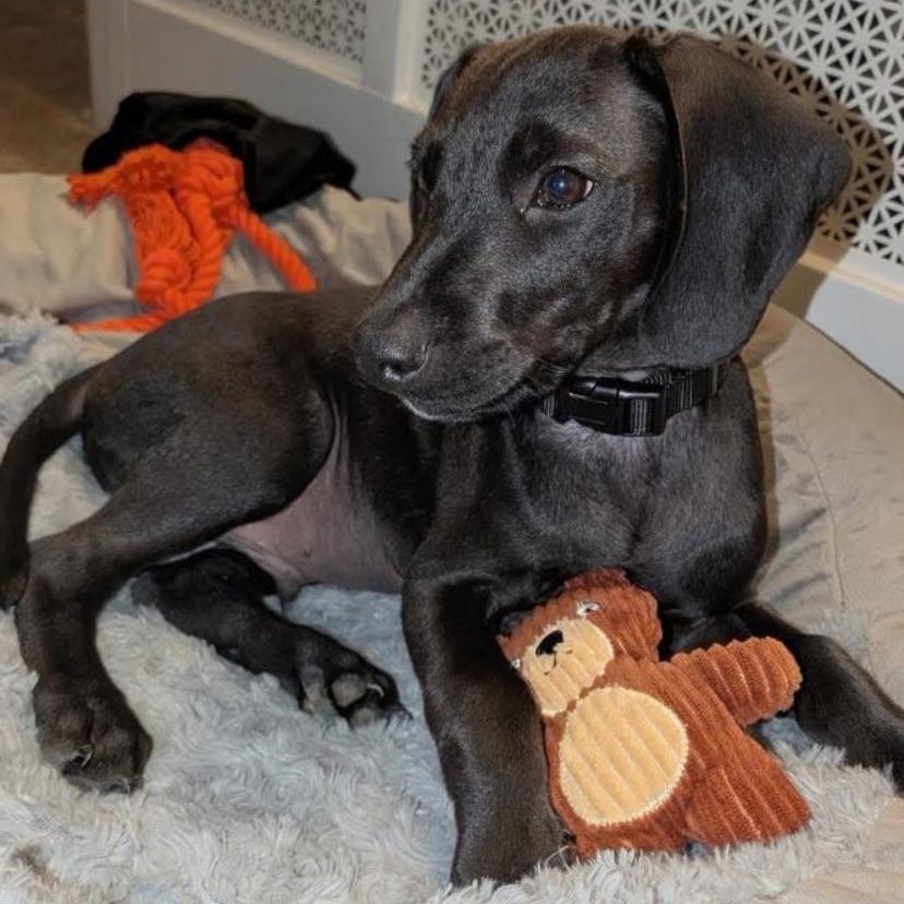 Enlarge Chris, a Adoptable mixed breed in Philadelphia, PA image 5/6