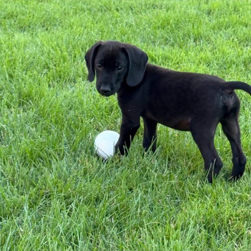 Chris, Adoptable, Puppy Male Hound.