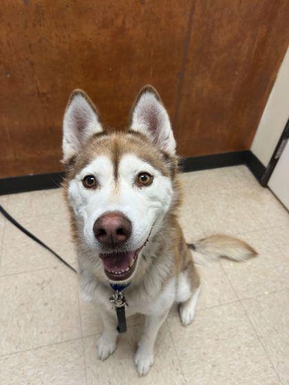 Rayella, Adoptable, Adult Female Husky & Mixed Breed.