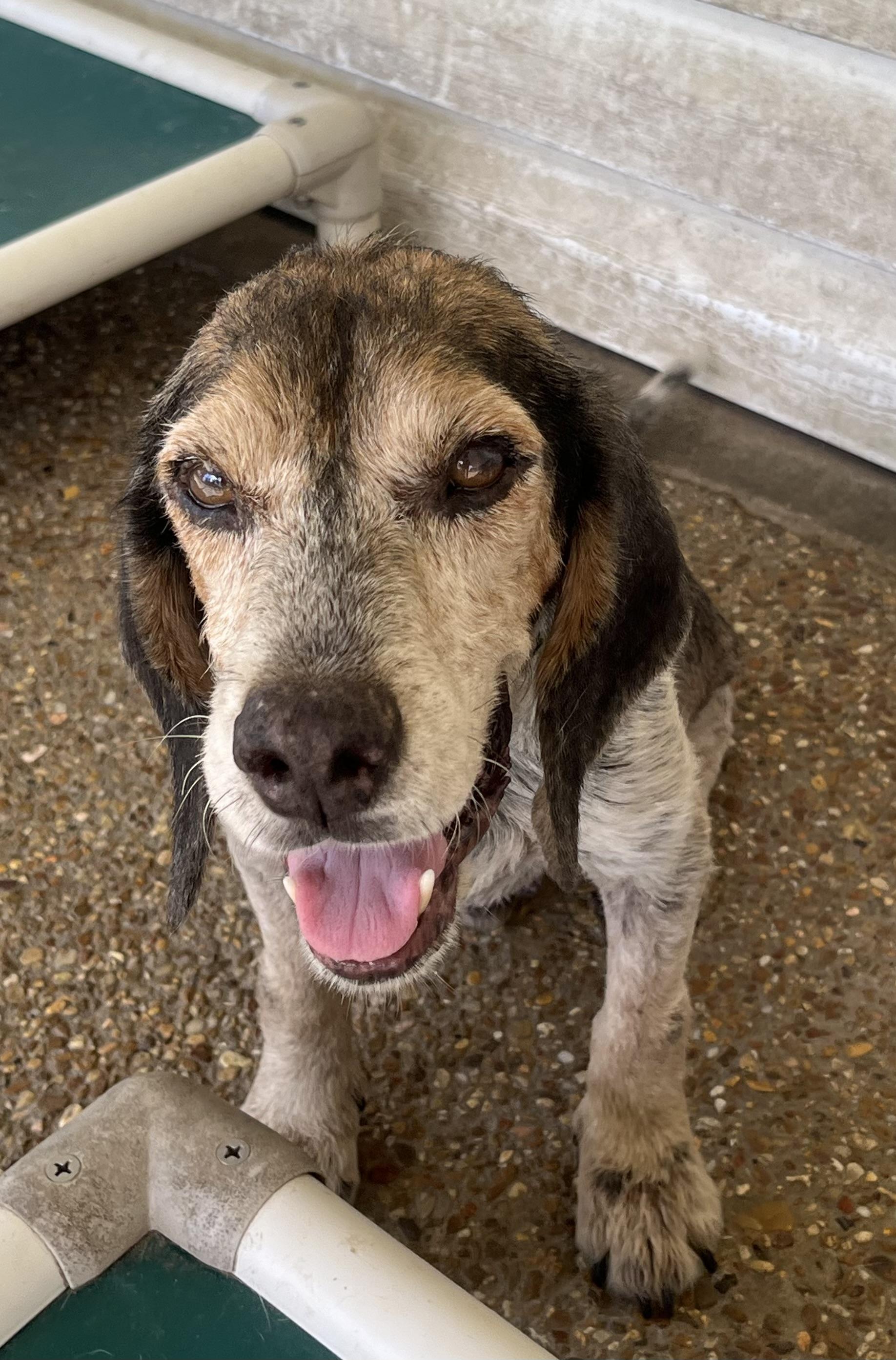 Barney Boy, a Adoptable Beagle in Prairieville, LA image 3/6