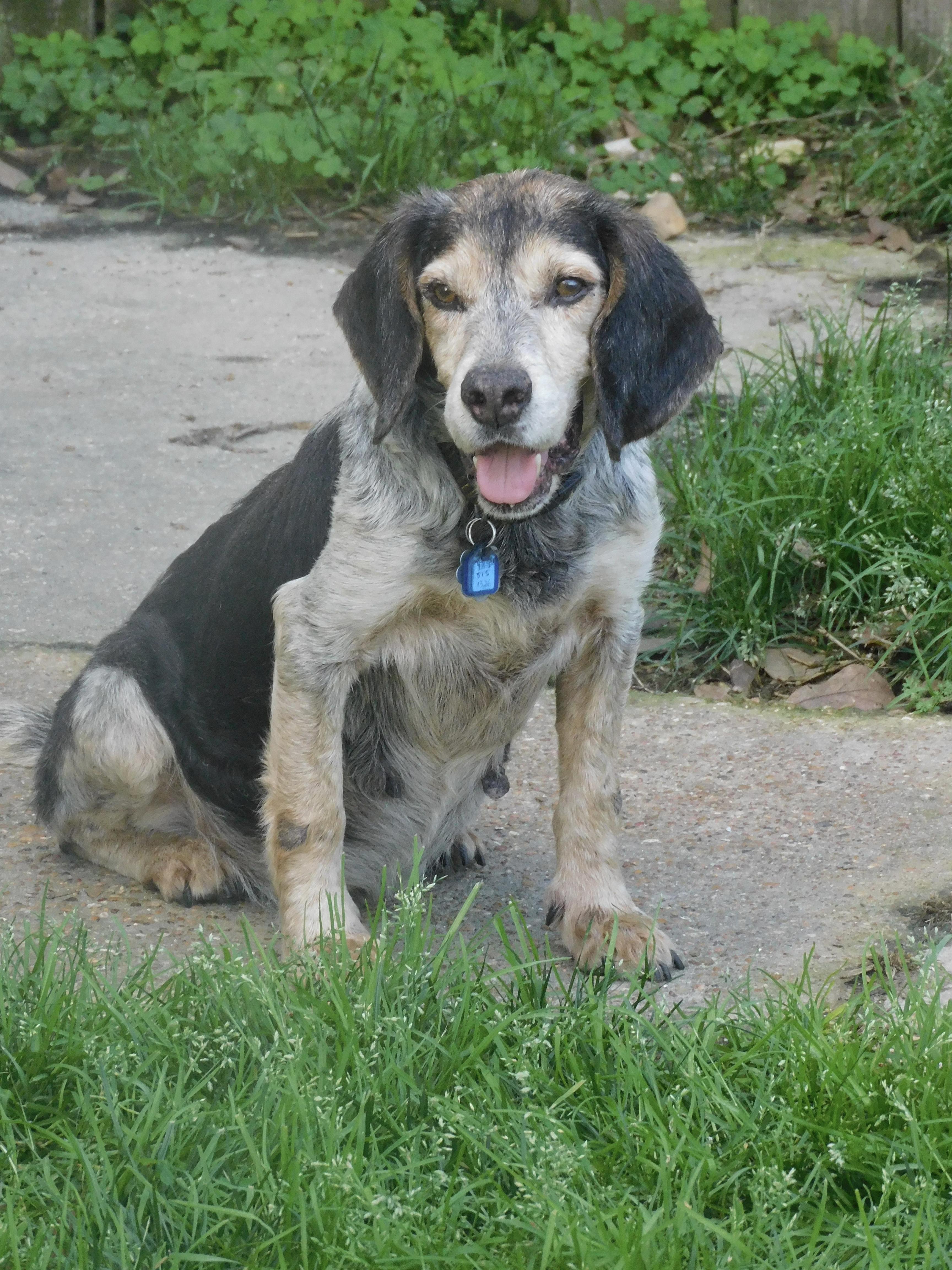 Barney Boy, Adoptable, Adult Male Beagle.