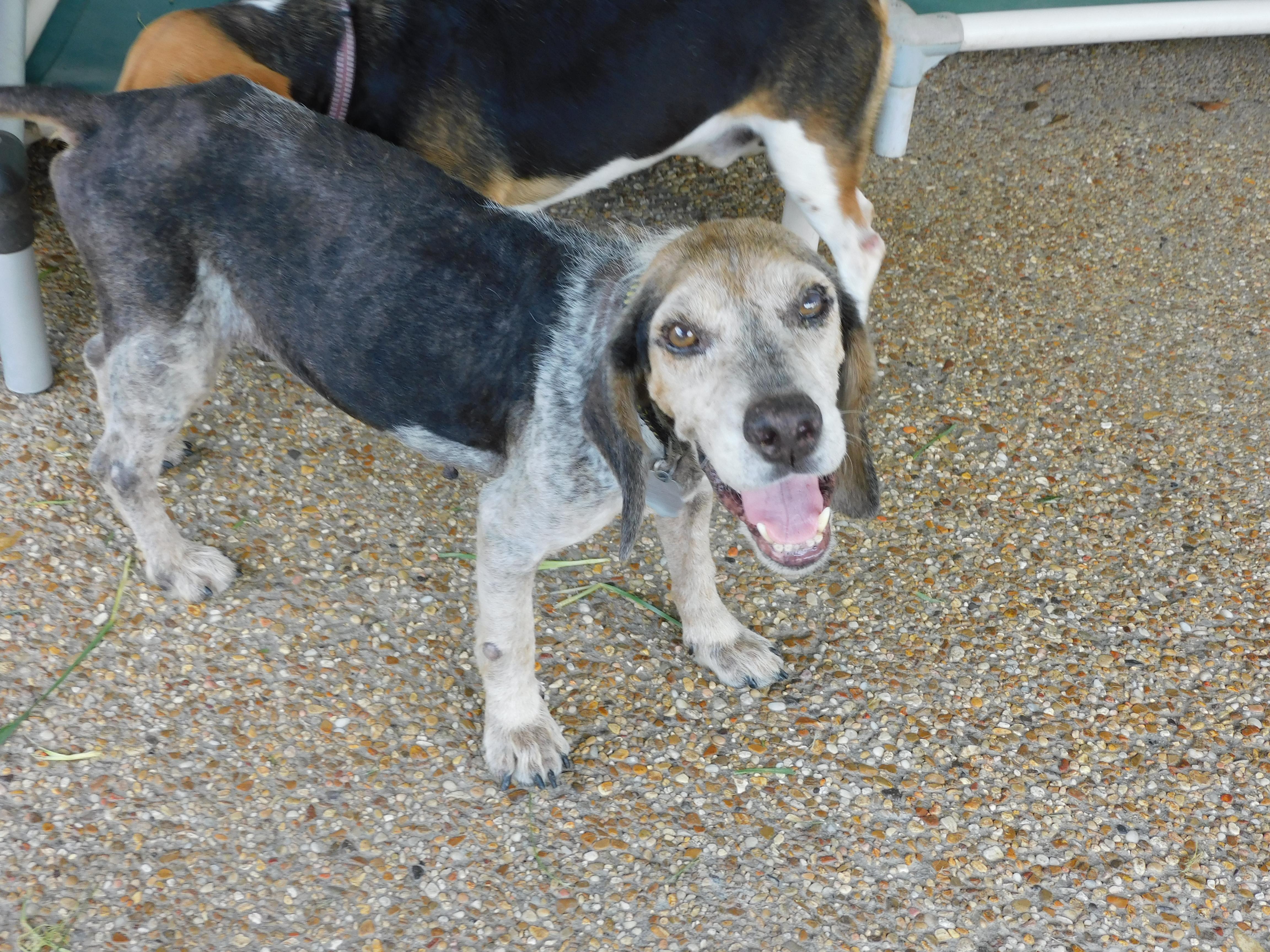 Barney Boy, a Adoptable Beagle in Prairieville, LA image 6/6