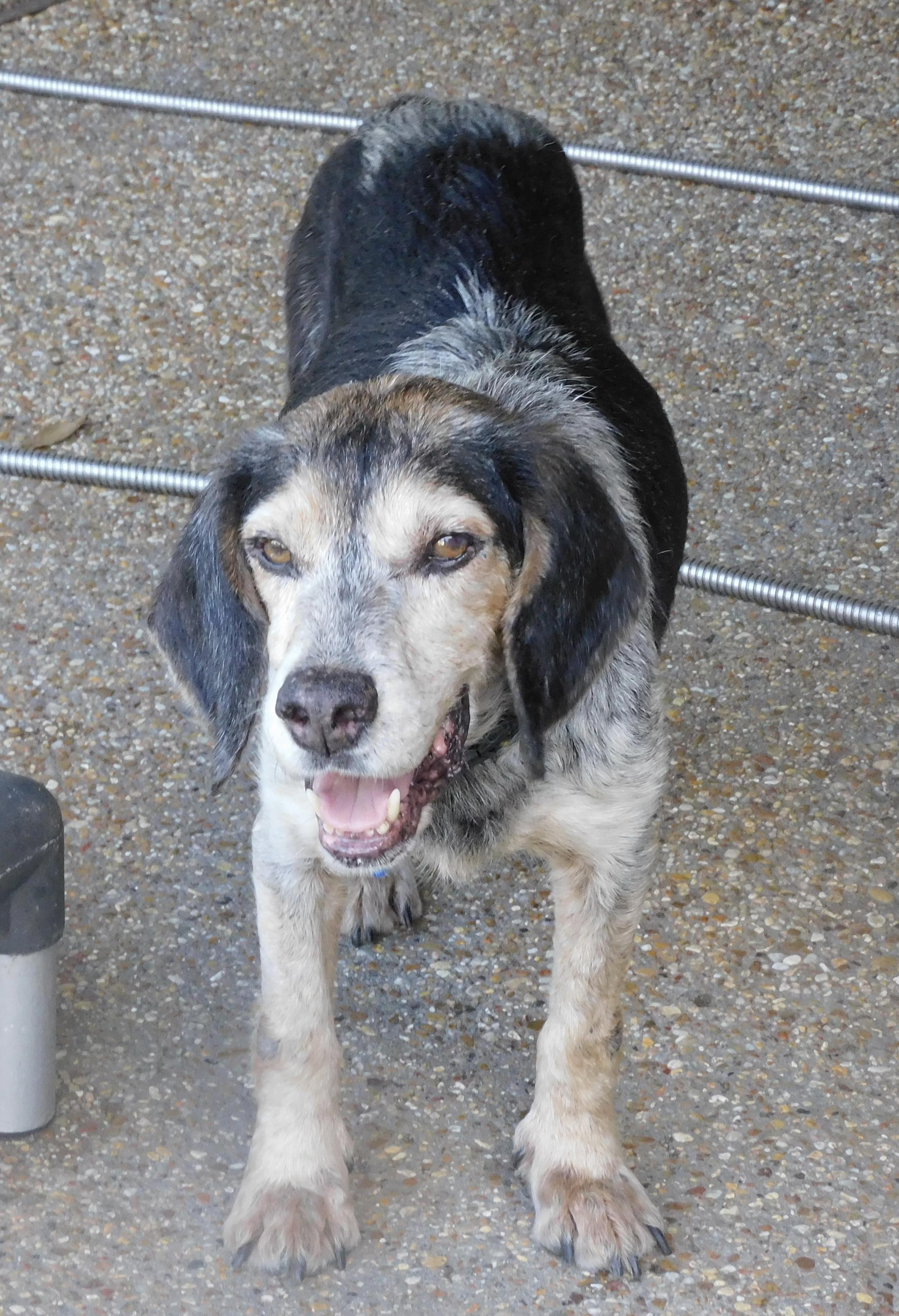 Enlarge Barney Boy, a Adoptable Beagle in Prairieville, LA image 6/6
