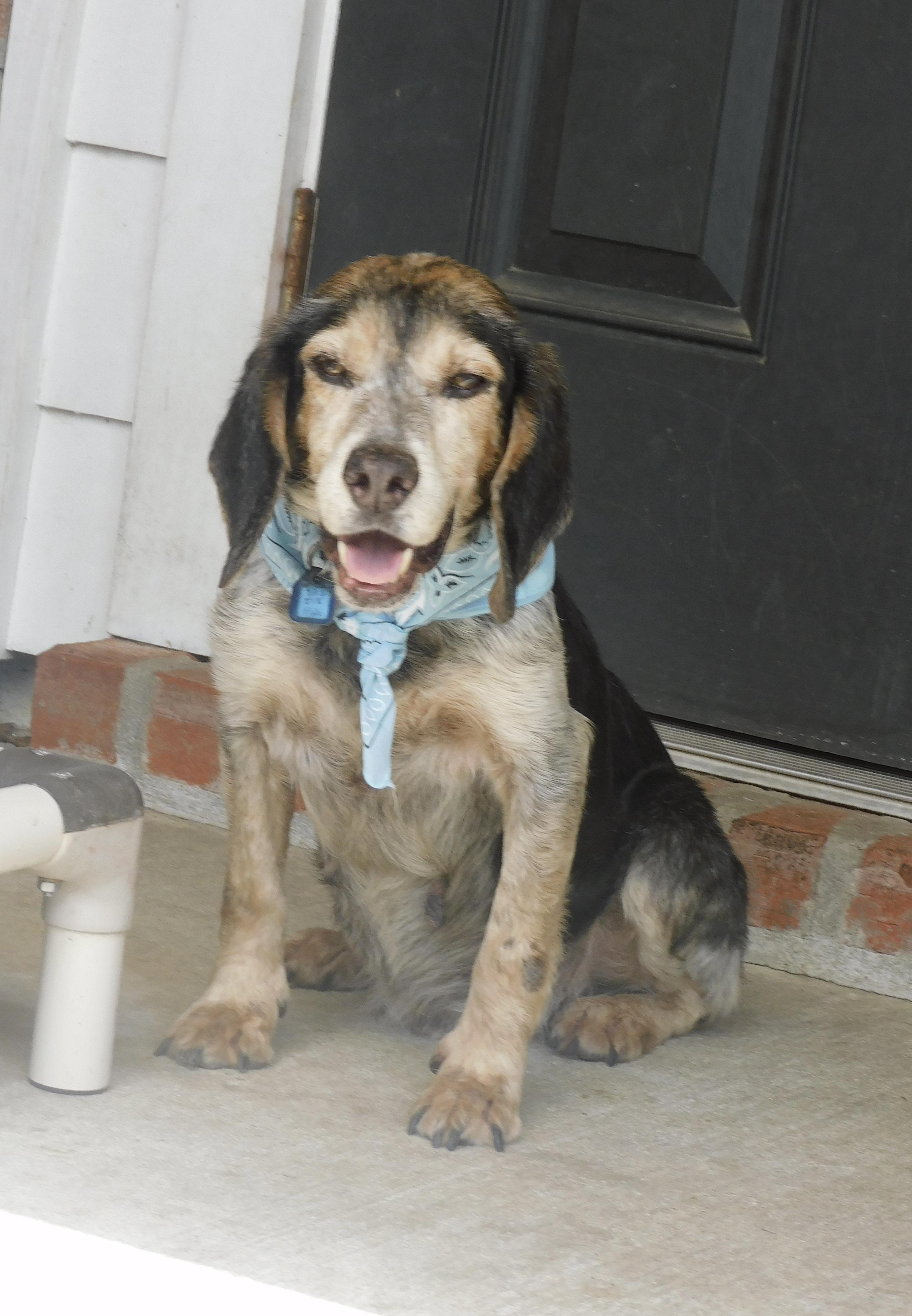 Enlarge Barney Boy, a Adoptable Beagle in Prairieville, LA image 5/6