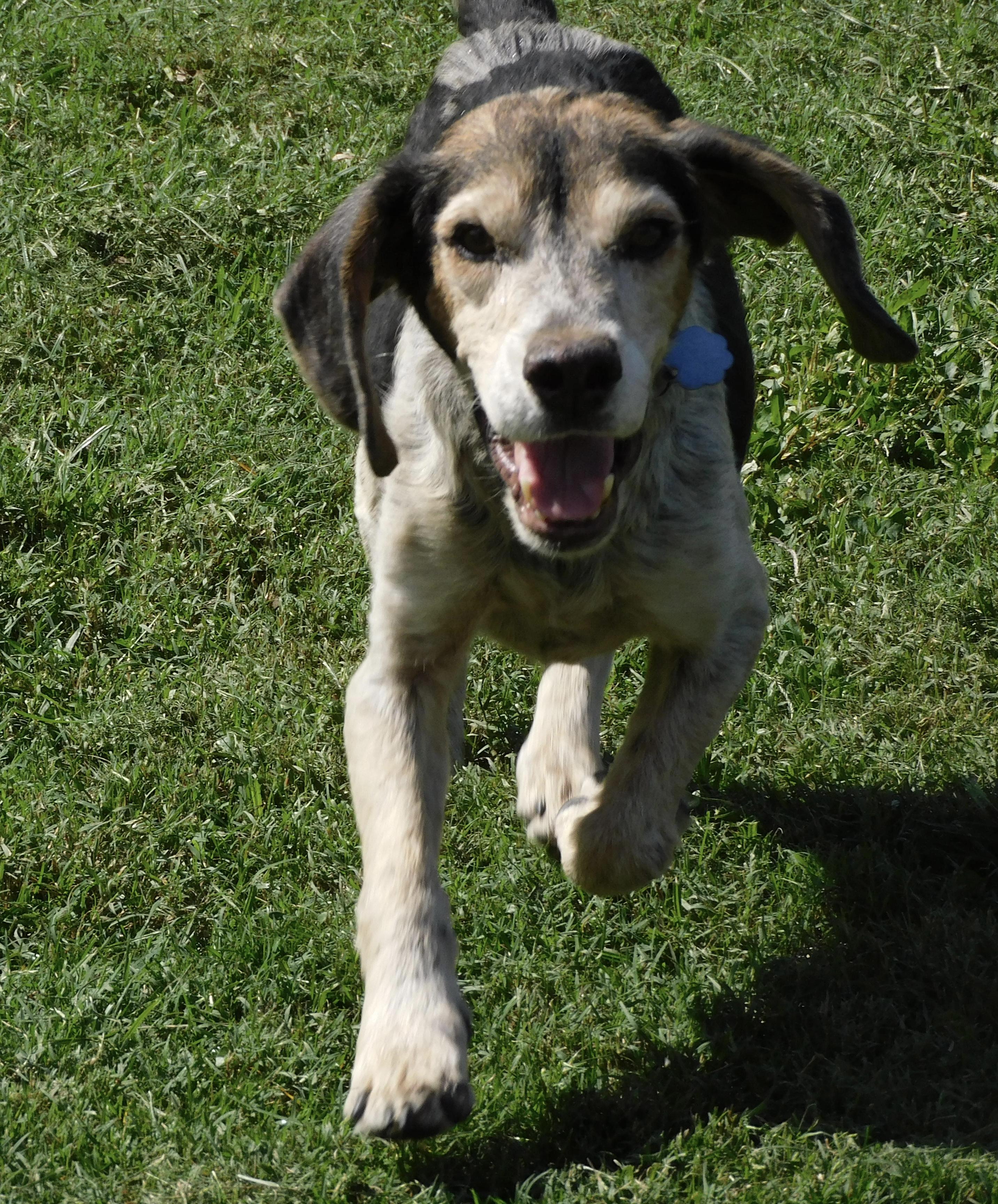 Barney Boy, Adoptable, Adult Male Beagle.