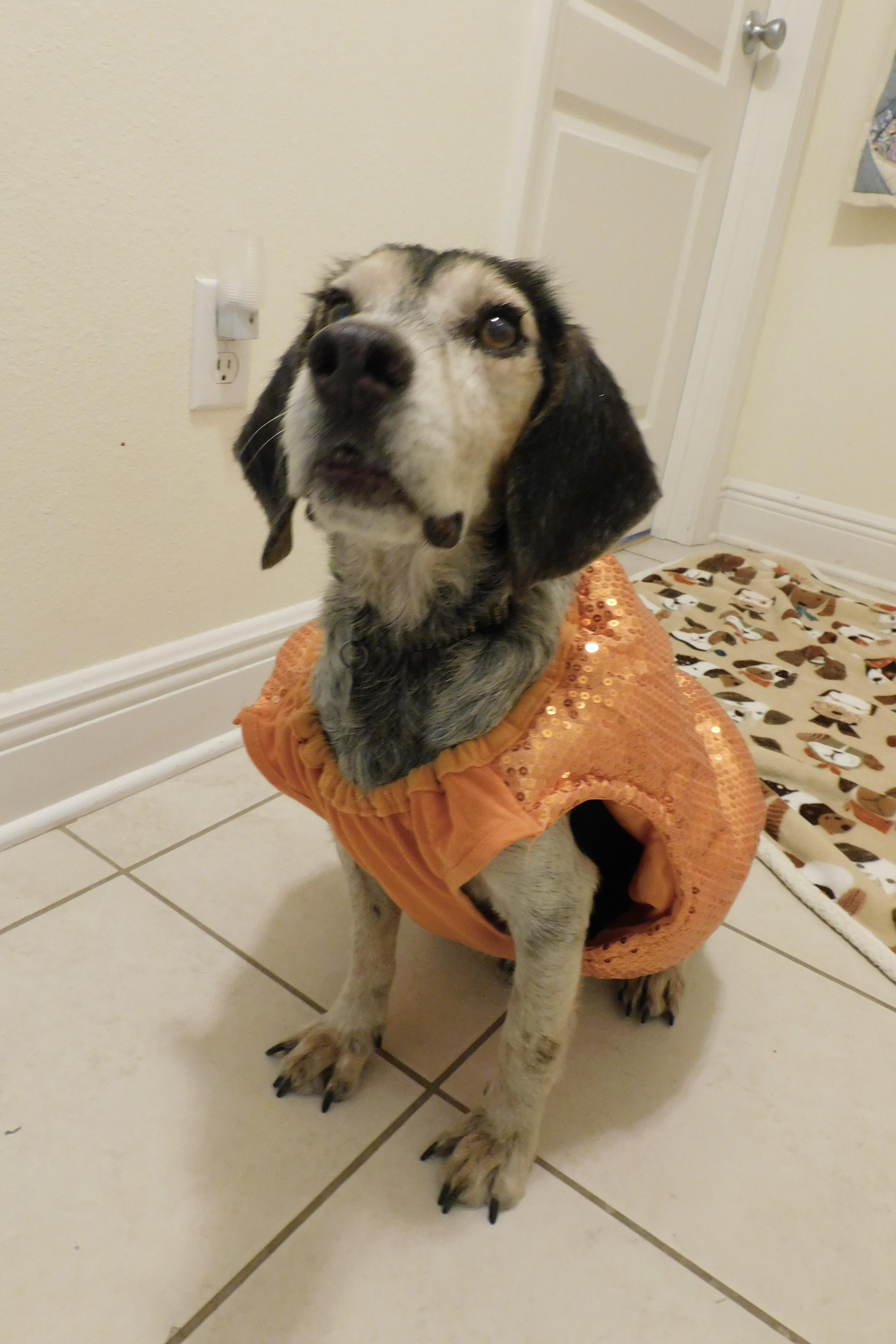 Barney Boy, Adoptable, Adult Male Beagle.