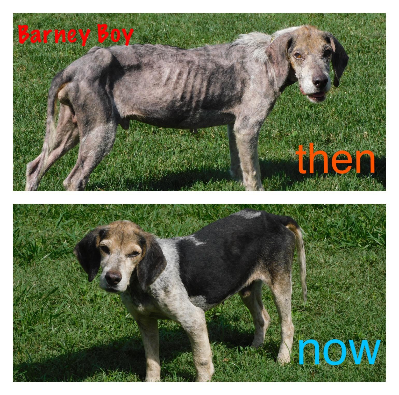 Barney Boy, a Adoptable Beagle in Prairieville, LA image 4/6