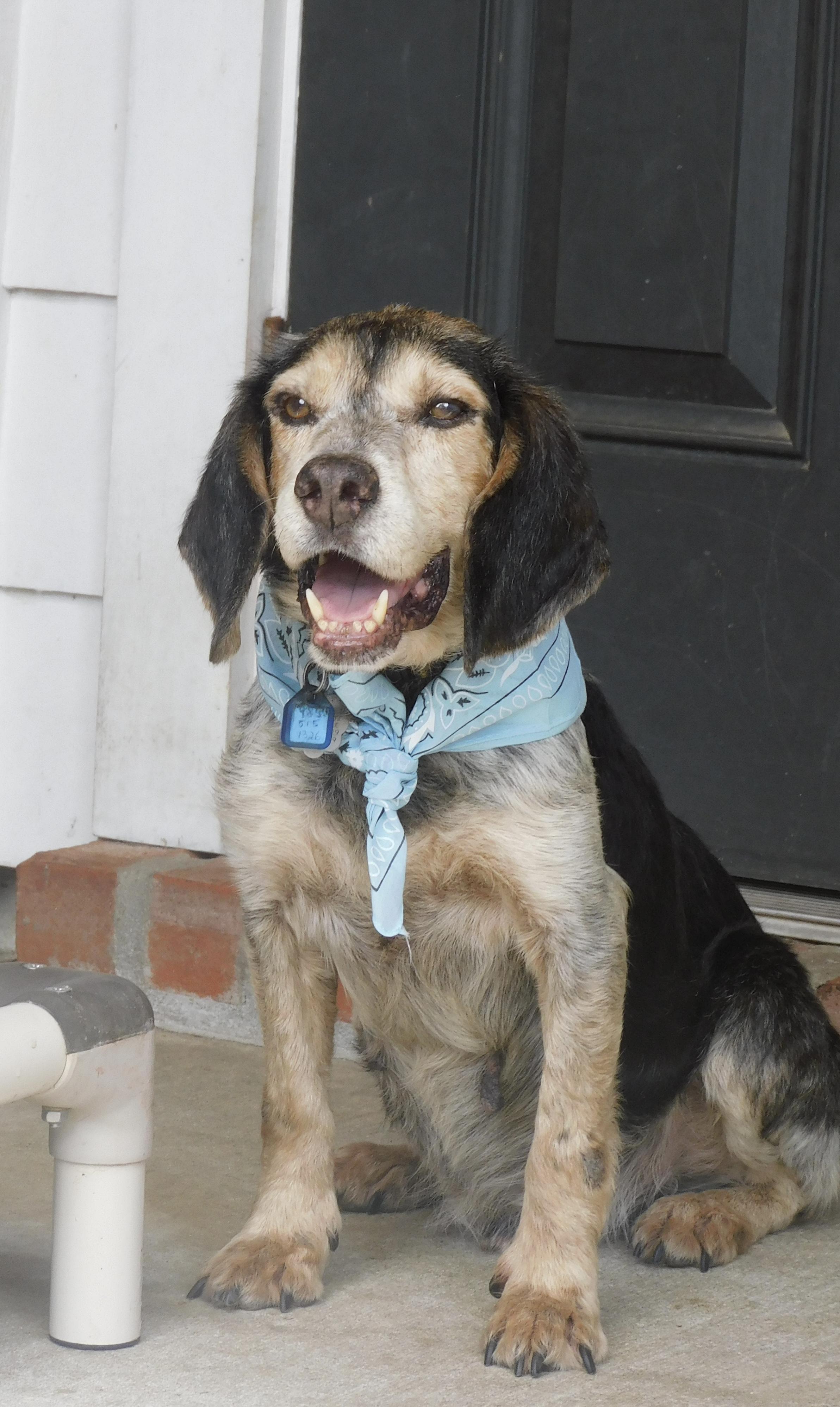Enlarge Barney Boy, a Adoptable Beagle in Prairieville, LA image 1/6