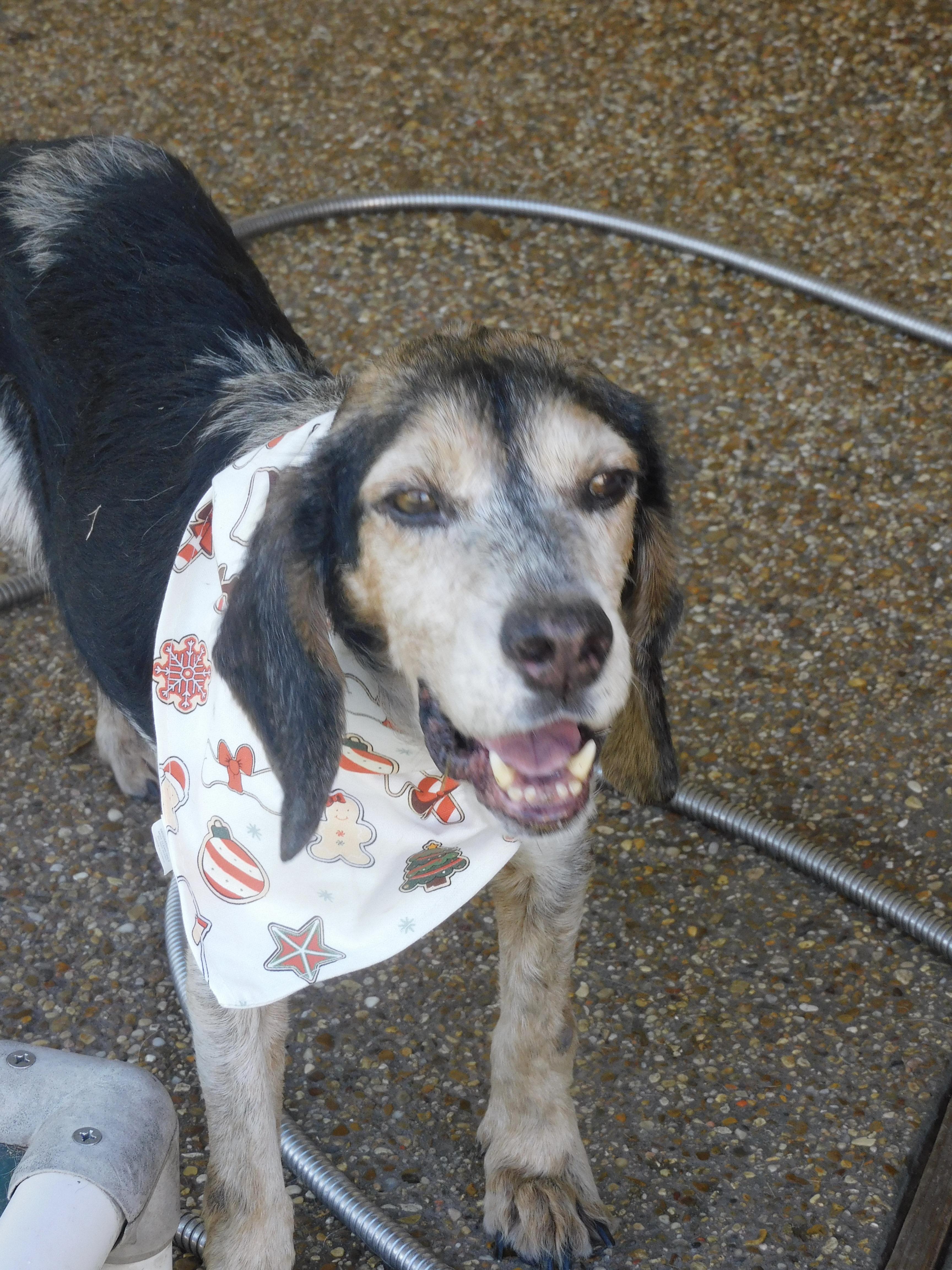 Enlarge Barney Boy, a Adoptable Beagle in Prairieville, LA image 1/6