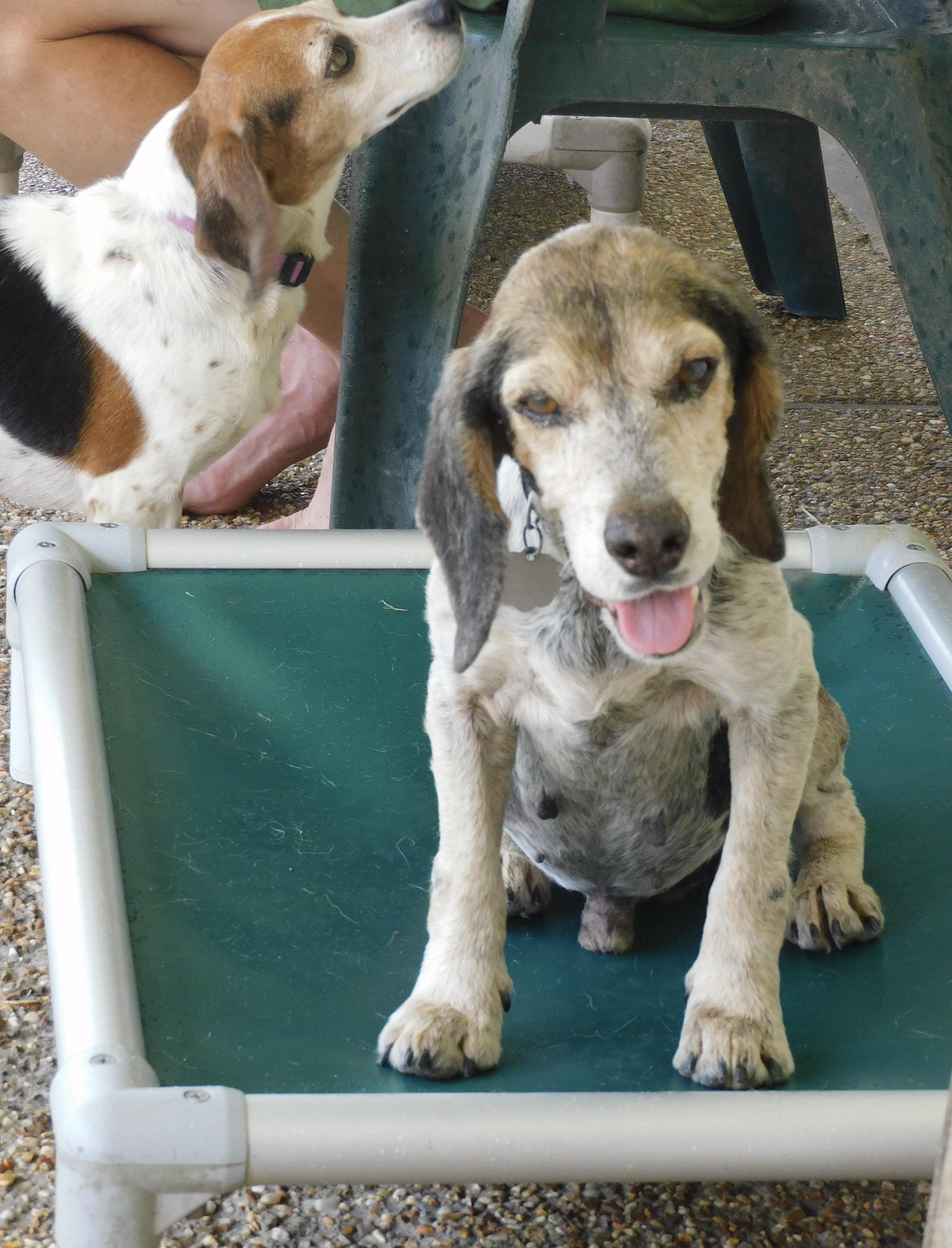Barney Boy, a Adoptable Beagle in Prairieville, LA image 5/6