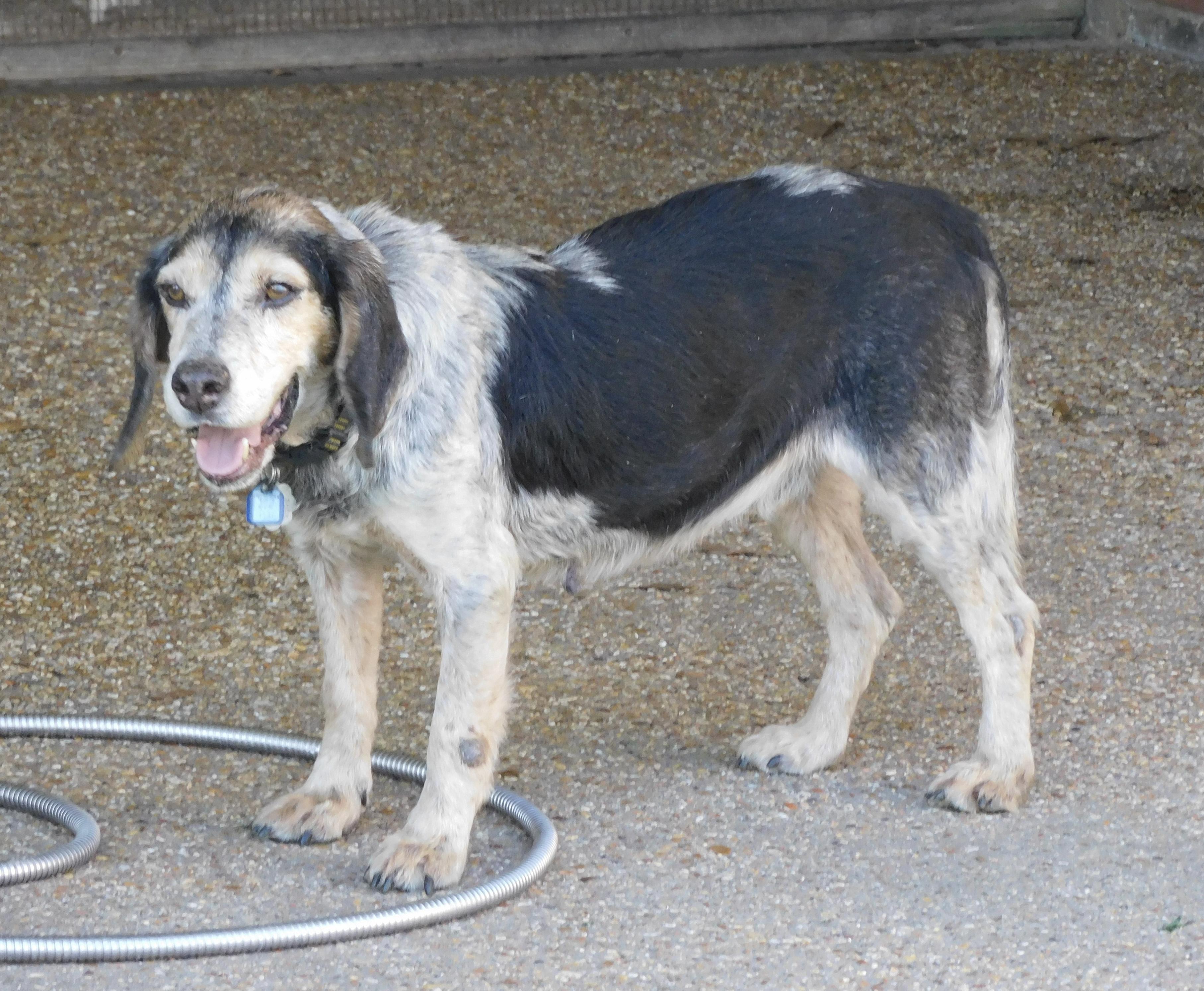 Barney Boy, Adoptable, Adult Male Beagle.