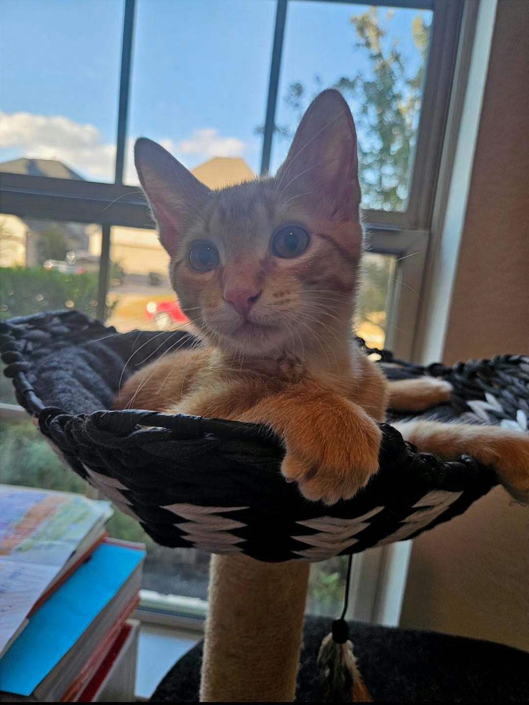 Enlarge Thomas, an adopted Domestic Short Hair in Houston, TX image 1/2