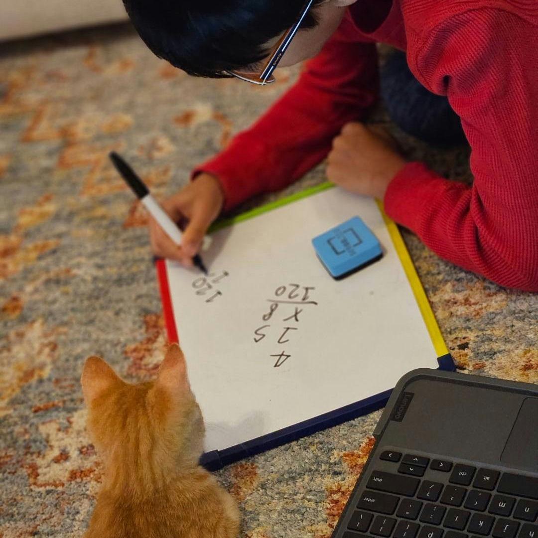 Enlarge Thomas, an adopted Domestic Short Hair in Houston, TX image 2/2