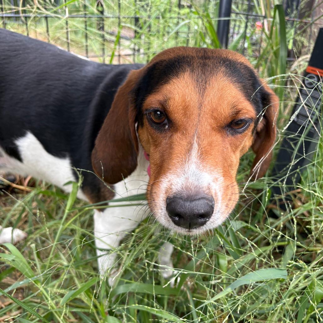 Romy, Adoptable, Adult Female Coonhound & Beagle.