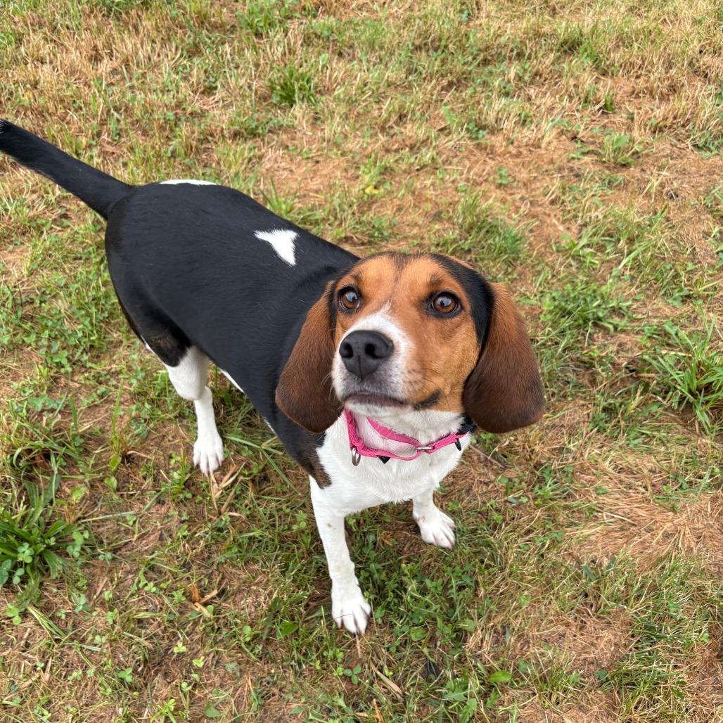 Enlarge Romy, a Adoptable mixed breed in West Des Moines, IA image 2/3