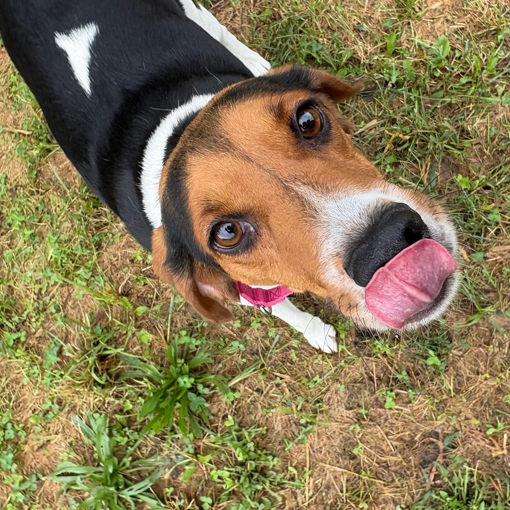 Enlarge Romy, a Adoptable mixed breed in West Des Moines, IA image 3/3