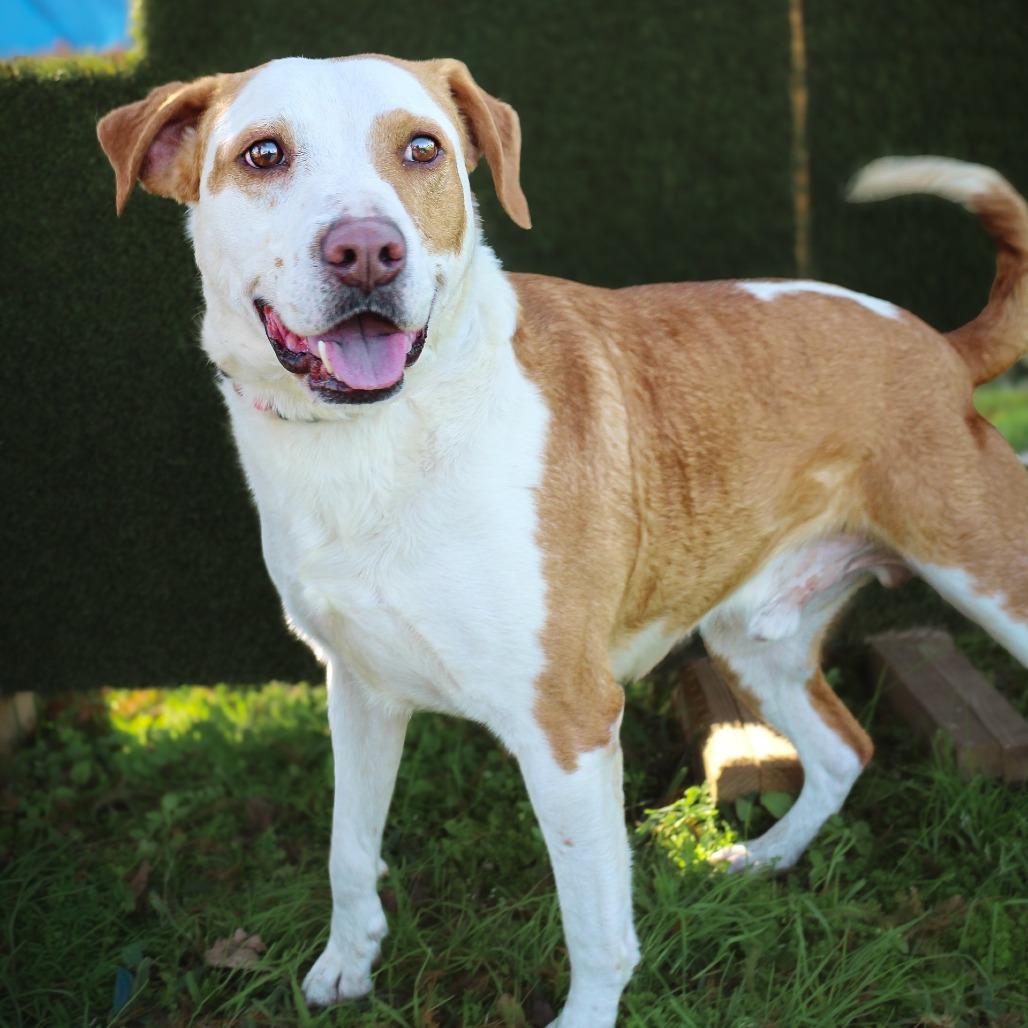 Enlarge Walnut, a Adoptable Mixed Breed in Lake Jackson, TX image 1/3