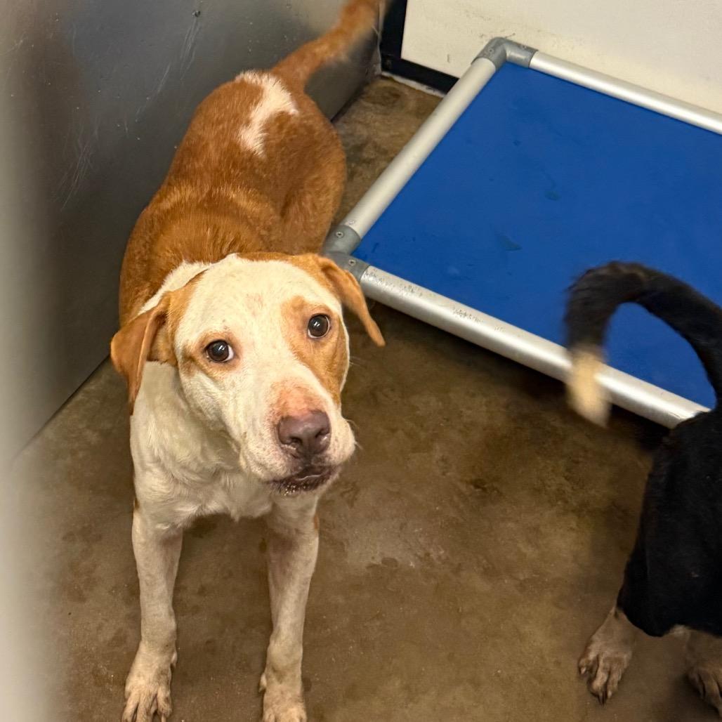 Enlarge Walnut, a Adoptable Mixed Breed in Lake Jackson, TX image 1/1