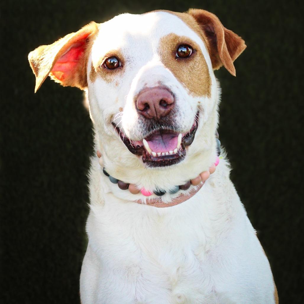 Walnut, Adoptable, Adult Male Mixed Breed.