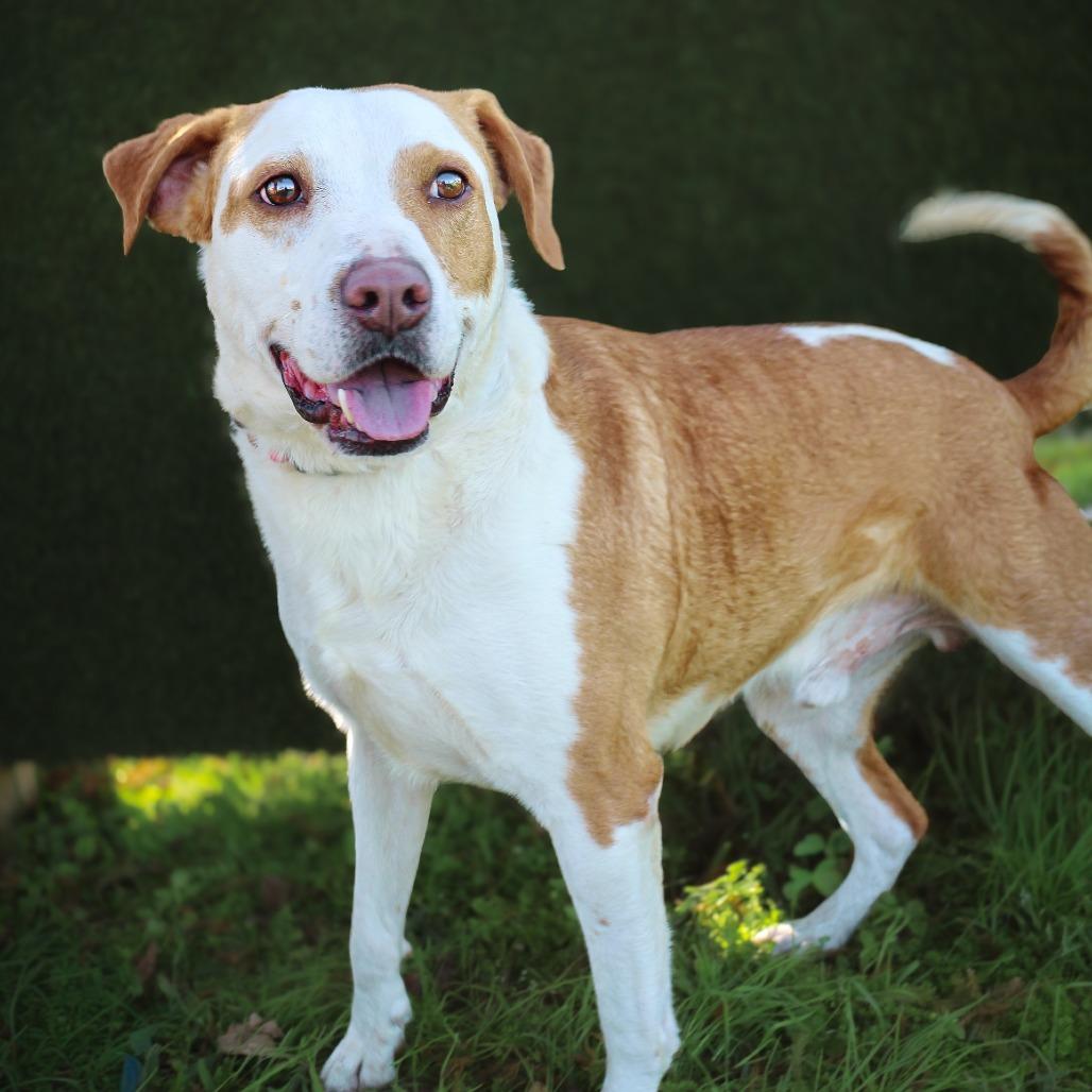 Enlarge Walnut, a Adoptable Mixed Breed in Lake Jackson, TX image 2/2