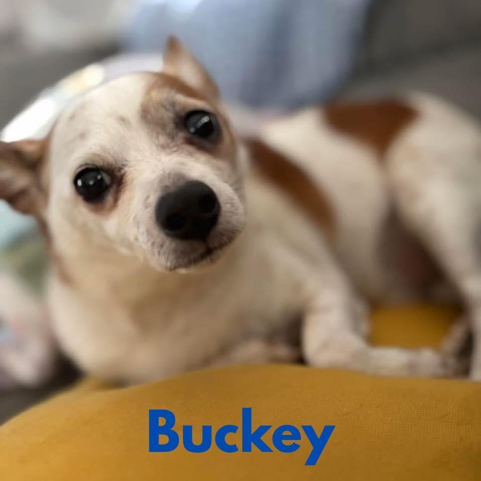 BUCKEY, Adult Male Chihuahua